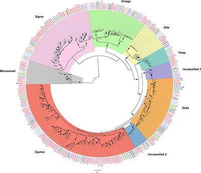 Glutathione-S-Transferases in the Olfactory Organ of the Noctuid Moth Spodoptera littoralis, Diversity and Conservation of Chemosensory Clades